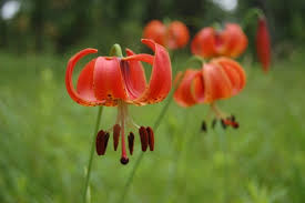 Attēlu rezultāti vaicājumam “Ficaria verna flower”