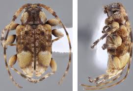 Attēlu rezultāti vaicājumam “Cerambycidae”