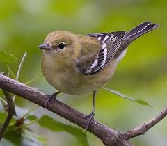 Image result for Dendroica castanea