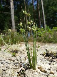 Attēlu rezultāti vaicājumam “Juncus capitatus”