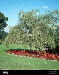 Attēlu rezultāti vaicājumam “Salix x sepulcralis”