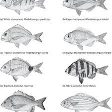 Image result for Rhabdosargus holubi