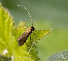 Attēlu rezultāti vaicājumam “Cauchas rufimitrella”