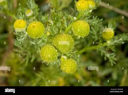 Attēlu rezultāti vaicājumam “Matricaria discoidea”