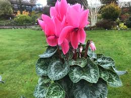 Image result for Cyclamen persicum