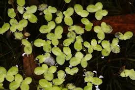 Attēlu rezultāti vaicājumam “Lemnaceae”