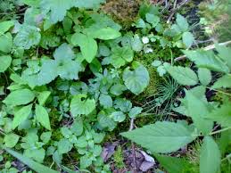 Attēlu rezultāti vaicājumam “Galium triflorum leaf”