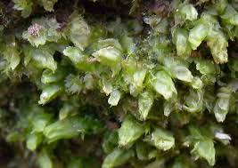 Attēlu rezultāti vaicājumam “Lophocolea minor”