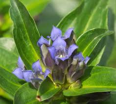 Attēlu rezultāti vaicājumam “Gentiana cruciata leaf”