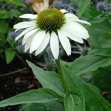 Attēlu rezultāti vaicājumam “Echinacea purpurea leaf”