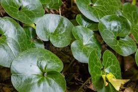 Attēlu rezultāti vaicājumam “Asarum europaeum leaf”