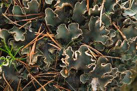 Attēlu rezultāti vaicājumam “Peltigera aphthosa”