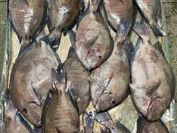 Image result for Hyporthodus niveatus