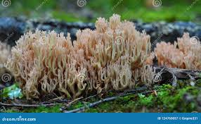 Attēlu rezultāti vaicājumam “Ramaria formosa”