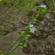 Attēlu rezultāti vaicājumam “Myosotis laxa subsp. baltica flower”