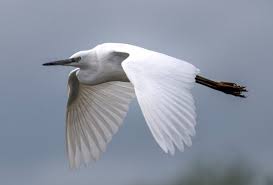 Attēlu rezultāti vaicājumam “Porotheleum fimbriatum”