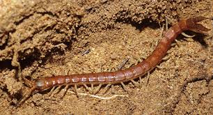 Attēlu rezultāti vaicājumam “Chilopoda”