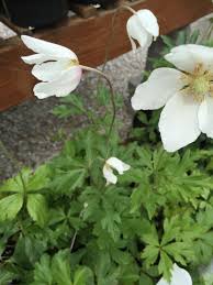 Attēlu rezultāti vaicājumam “Anemone sylvestris fruit”