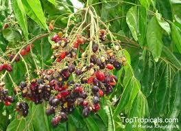 Attēlu rezultāti vaicājumam “Cribraria rubiginosa”