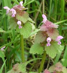 Attēlu rezultāti vaicājumam “Lamium purpureum”