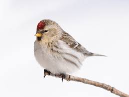 Attēlu rezultāti vaicājumam “Carduelis flammea male”