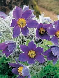 Attēlu rezultāti vaicājumam “Pulsatilla vulgaris flower”