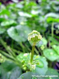 Attēlu rezultāti vaicājumam “Hydrocotyle vulgaris flower”