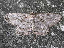 Attēlu rezultāti vaicājumam “Hypomecis roboraria”