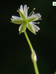 Attēlu rezultāti vaicājumam “Stellaria longifolia”