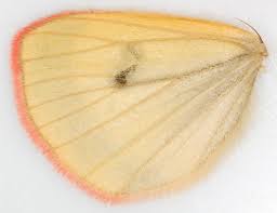 Attēlu rezultāti vaicājumam “Diacrisia sannio male”