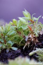 Attēlu rezultāti vaicājumam “Bryum caespiticium”