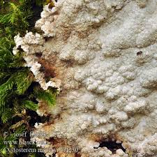 Attēlu rezultāti vaicājumam “Cystostereum murrayi”