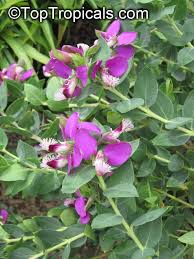 Attēlu rezultāti vaicājumam “Polygala amarella flower”