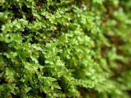 Attēlu rezultāti vaicājumam “Harpanthus scutatus”