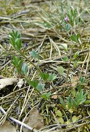 Attēlu rezultāti vaicājumam “Vicia lathyroides”