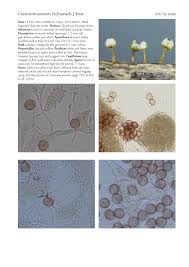 Attēlu rezultāti vaicājumam “Craterium aureum spores”