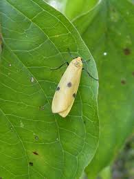 Attēlu rezultāti vaicājumam “Lithosia quadra”