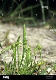 Attēlu rezultāti vaicājumam “Myosurus minimus”