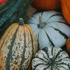 Image result for Kürbis