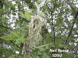 Attēlu rezultāti vaicājumam “Acer negundo female flower”