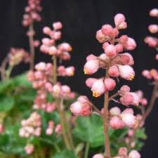 Image result for Heuchera `Swirling Fantasy`