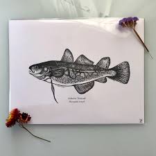 Image result for Microgadus tomcod