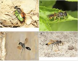 Attēlu rezultāti vaicājumam “Crabronidae”