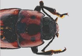 Attēlu rezultāti vaicājumam “Erotylidae”