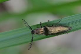 Attēlu rezultāti vaicājumam “Ctenicera pectinicornis female”