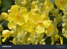 Attēlu rezultāti vaicājumam “Verbascum densiflorum flower”