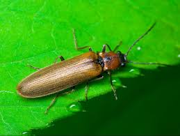 Attēlu rezultāti vaicājumam “Denticollis linearis”