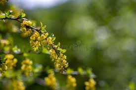 Attēlu rezultāti vaicājumam “Berberis vulgaris flower”