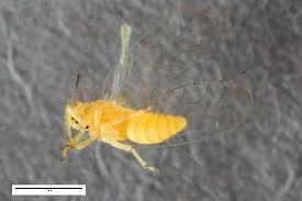 Attēlu rezultāti vaicājumam “Trioza dispar”