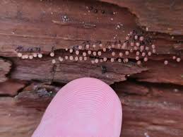 Attēlu rezultāti vaicājumam “Comatricha ellae spores”